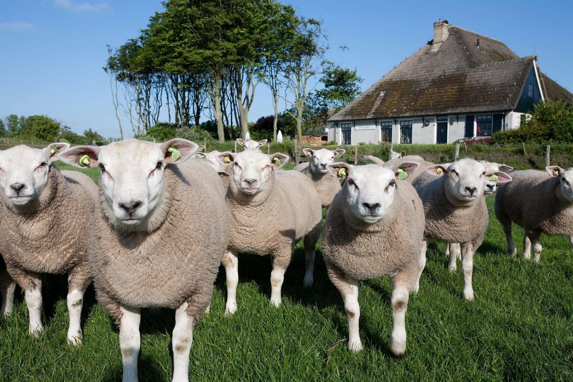 Molenbos Texel Hotel 3*